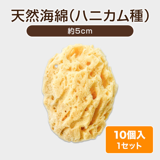 天然海綿（ハニカム種）【10個】 